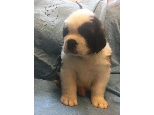 PoulaTo: Saint bernard,